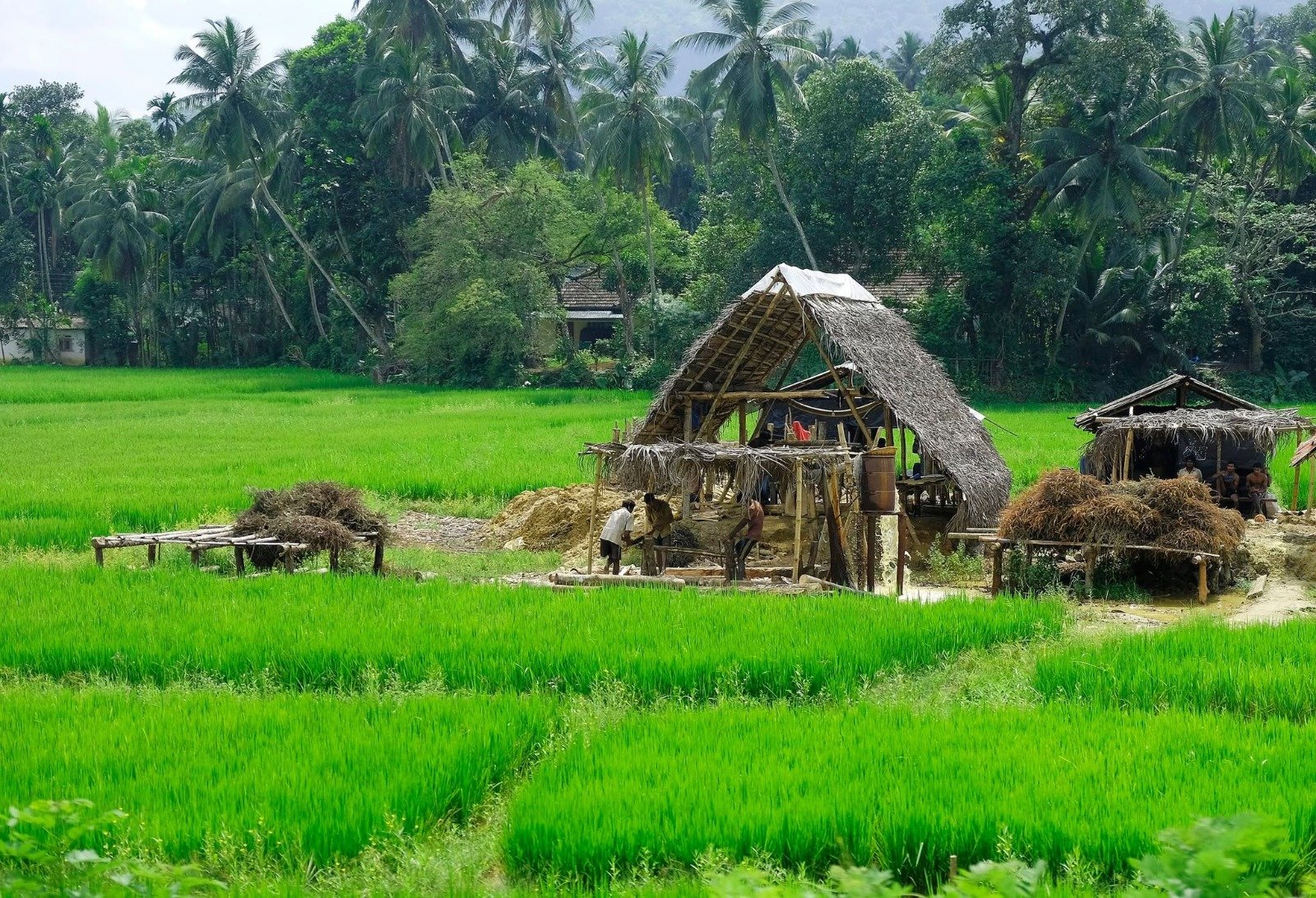 Gem mining in paddy rice fields of Sri Lanka