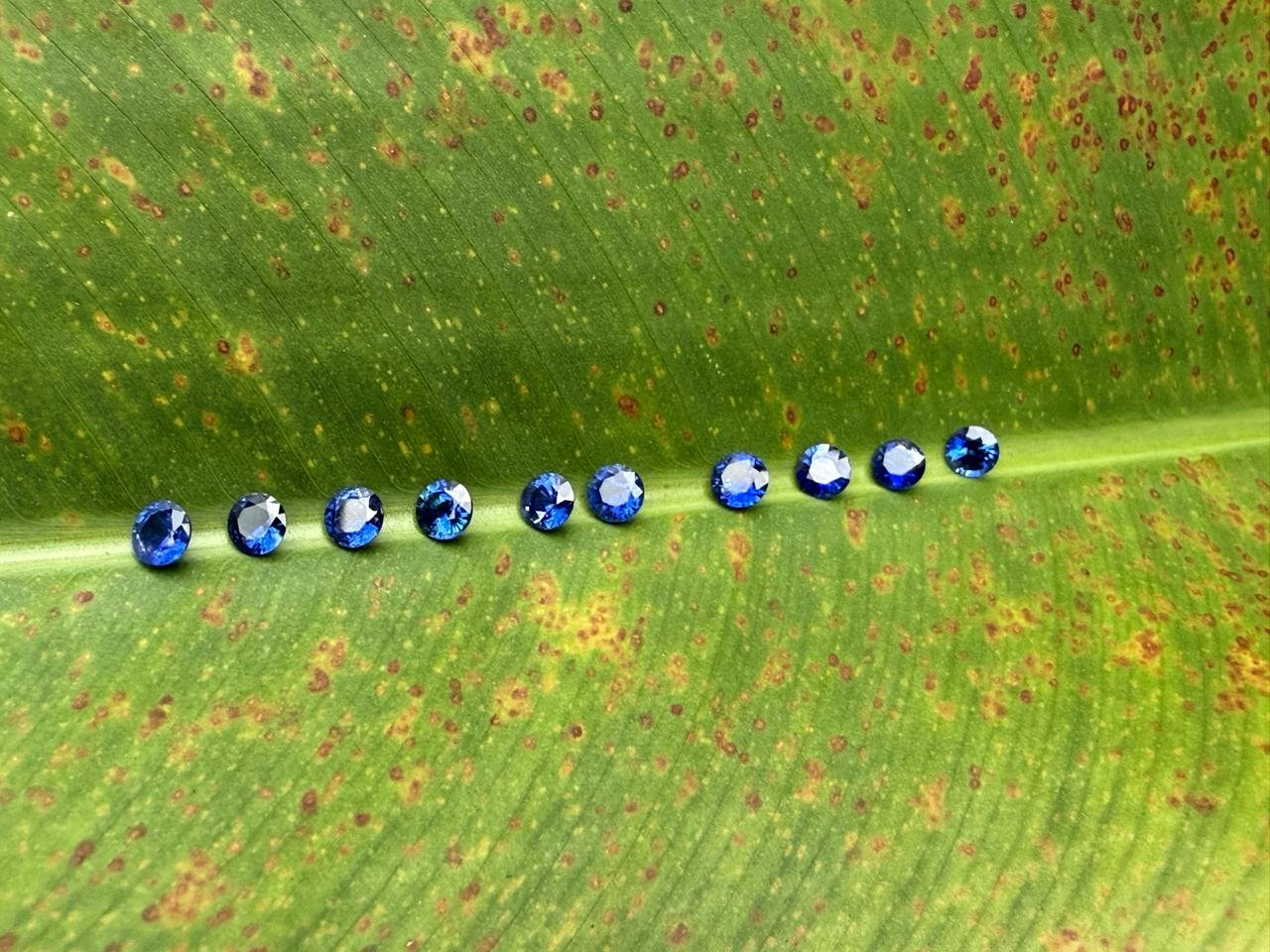 Blue Ceylon sapphires resting naturally on a green leaf - gemstones and nature
